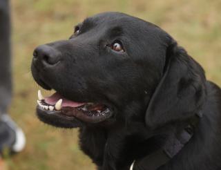 Лабрадор-ретривер по кличке Дарк из Беларуси спас десятки жизней